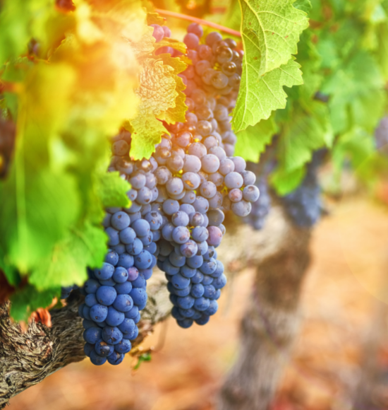 Picture of grapes on a vine.