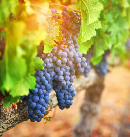 Grapes growing on a vine.