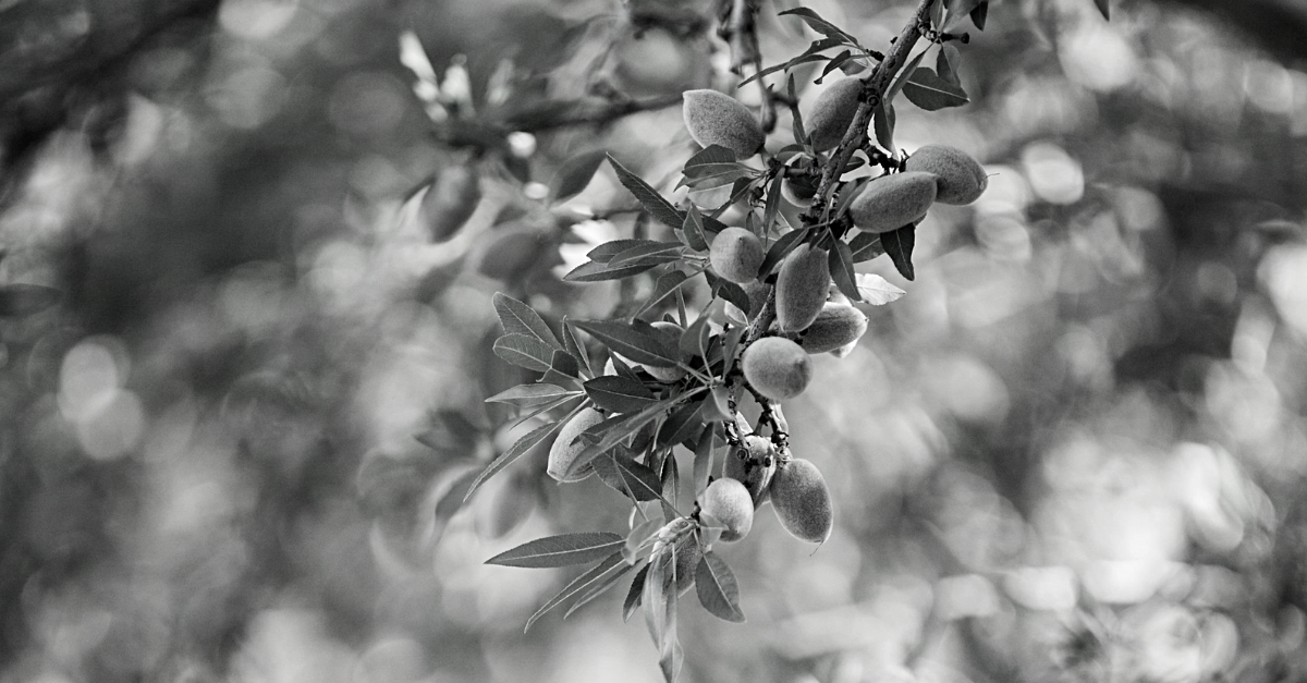 Almond Trees